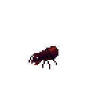 Ant