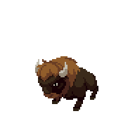 Bison